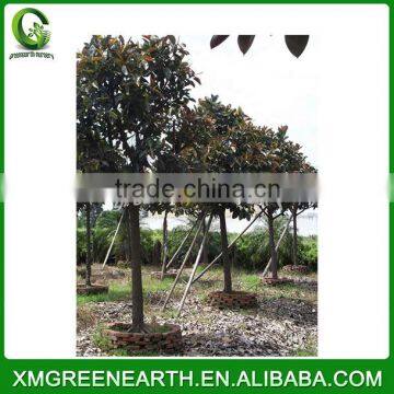 Ficus elastica diameter 10-12cm