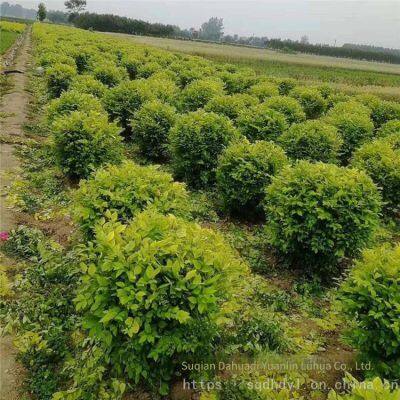 the Price of Ligustrum Vicaryi Balls is Cheap and the Survival Rate is High. photo-5