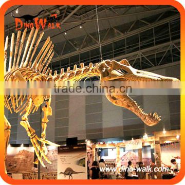 Dinosaur fossil skeleton replica for sale in Museum