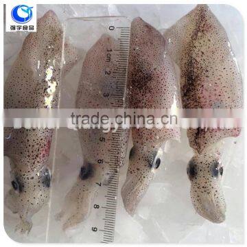 All types of seafood squid