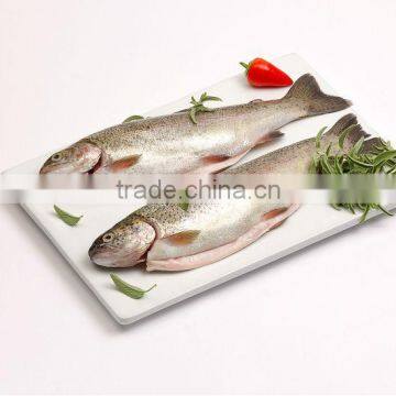 Rainbow Trout