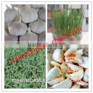 Pure White Garlic Type and Fresh Style pure white garlic