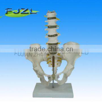 Adult Male Pelvis Adult pelvis skeleton model medical Male Pelvis Model