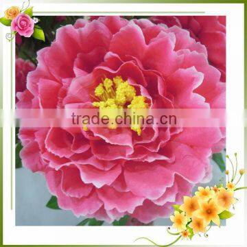 china natural brilliance silk peonies wholesale