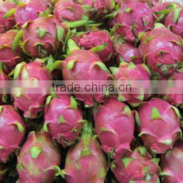 Vietnam Fresh Dragon fruit