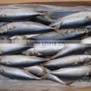 Frozen whole Pacific mackerel