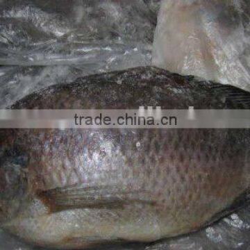 frozen whole round black tilapia