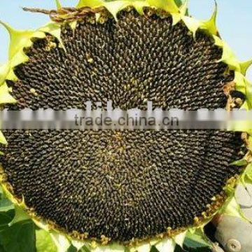 chinese sunflower seeds in shell