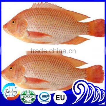 Red Tilapia Wholesale Price