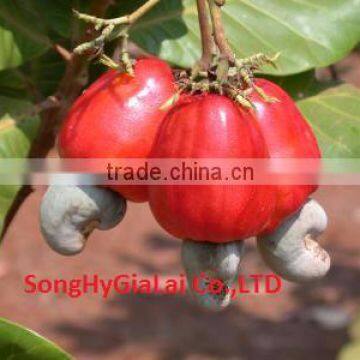 Cashew WW320