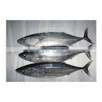 Frozen Bonito Fish