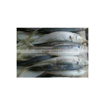 wholesale low price frozen fish horse mackerel