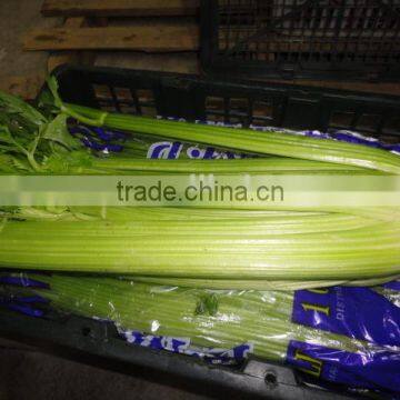 Fresh celery net weight 8kg