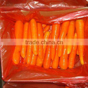 top grade china carrot