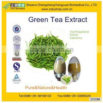 GMP manufacturer supply high quality Green Tea Extraction Polyphenols Powder 50%-98%/EGCG/Gallate