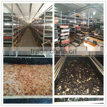 High Protein Bird Food Dried Mealworm Organic photo-5