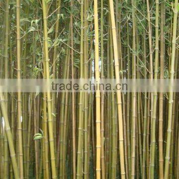 Fake Bamboo Plant Sticks ,Artificial Bamboo Poles Lucky Bamboo Garden Decorative photo-3