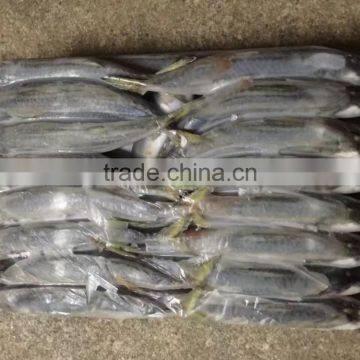 Frozen W/R Seafood Pacific Mackerel High-quality Pacific Mackerel photo-4