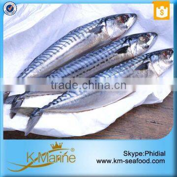 Hot Selling Cheap Frozen Mackerel Price in China photo-3