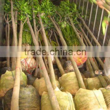 Mangifera Indica Tropical Fruit Trees photo-6