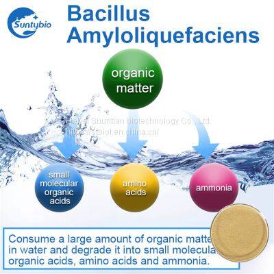 Bacillus Amyloliquefaciens photo-4