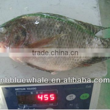 90%NW 300-500G Good Price Tilapia