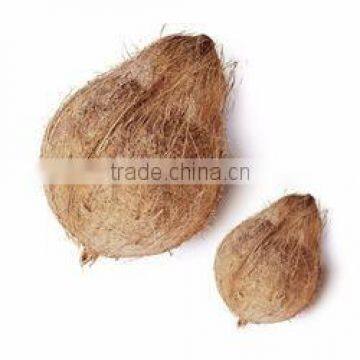 100% best price and quality semi husked coconut from india