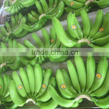 Fresh Cavendish Banana