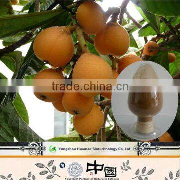 2015 new products FREE SAMPLE Maslinic Acid natural organic Loquat Leaf Extract