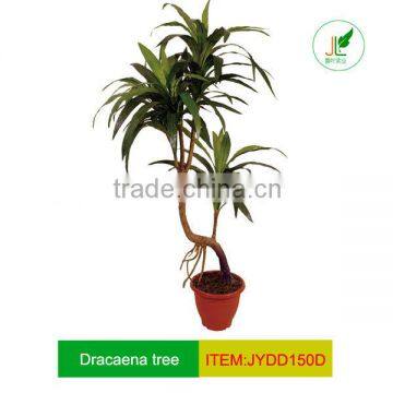 Dracaena tree with branches for office decoration