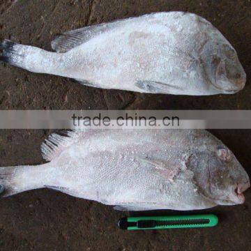 SWEETLIP SNAPPER WHOLE (SEAFROZEN)