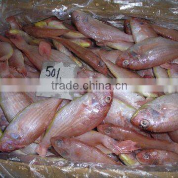 Japanese Thread Fin Bream Fish IQF 10 KG ORIGIN Pakistan