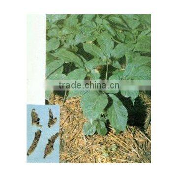 American Ginseng plant Extract Powder