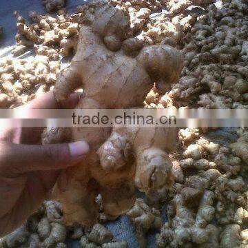 Vietnam Fresh Ginger photo-3