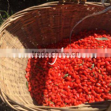 Organic Certified Dried Goji Gerries	Wholesale