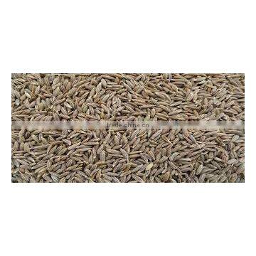 CUMIN SEED MACHIN CLEAN