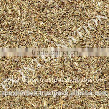 Dill Seeds / Dill Seeds TBC / Anthem Graveolens photo-4