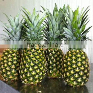 FRESH PINEAPPLE BG SIZE from viet nam