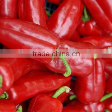 2012 Hot sale frozen chilli