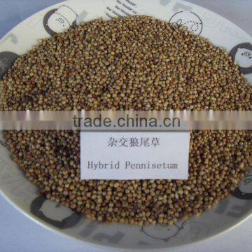 Chinese Hybrid Pennisetum Grass Seed