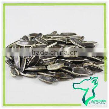 Roasted Iran Sunflower Seeds photo-4