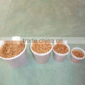 Chicken Feed Dried Mealworm, Wild Bird Food Mealworm photo-3