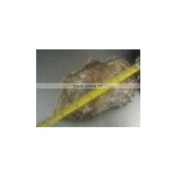 Live Pacific Oyster photo-5