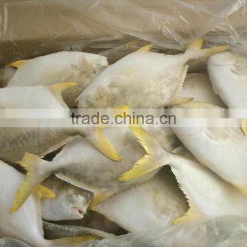 Golden Pomfret Quality Good photo-2