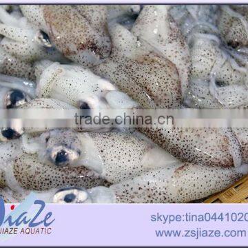 Zhoushan Aquatic Product Frozen Baby Squid photo-3