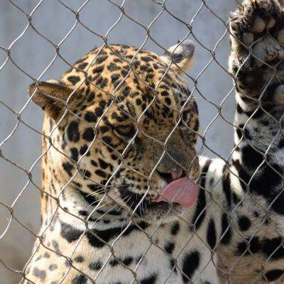 Stainless Steel Anti-falling Rope Net, Anti-falling Net, Plant Climbing Net Anti-bird Net photo-2