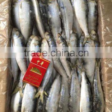 2015 Frozen Sardine wr for Fishing Bait 90-120pcs/ctn photo-3
