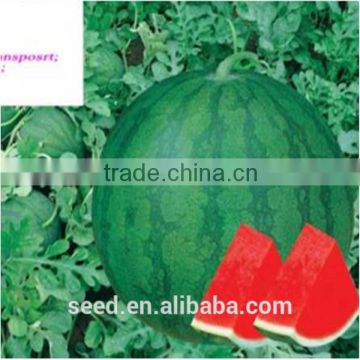 TAW middle maturity hybrid seedless watermelon seeds