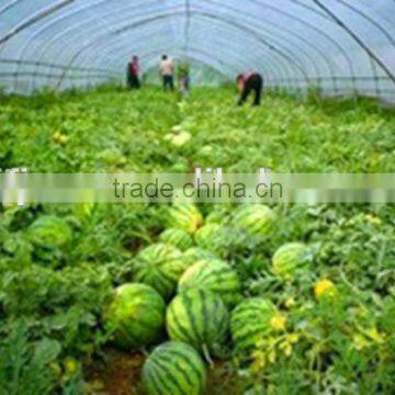 Co-extruded watermelon greenhouse covering film home