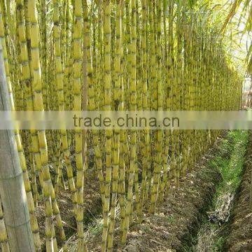 Factory Direct Sale 100% Pure White Cane Sugar of Uniform Size photo-5